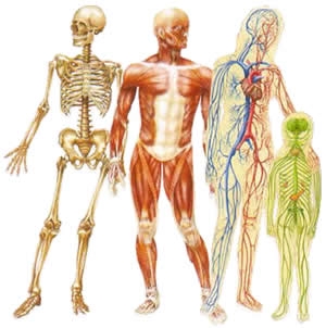 acupuncture-human-body